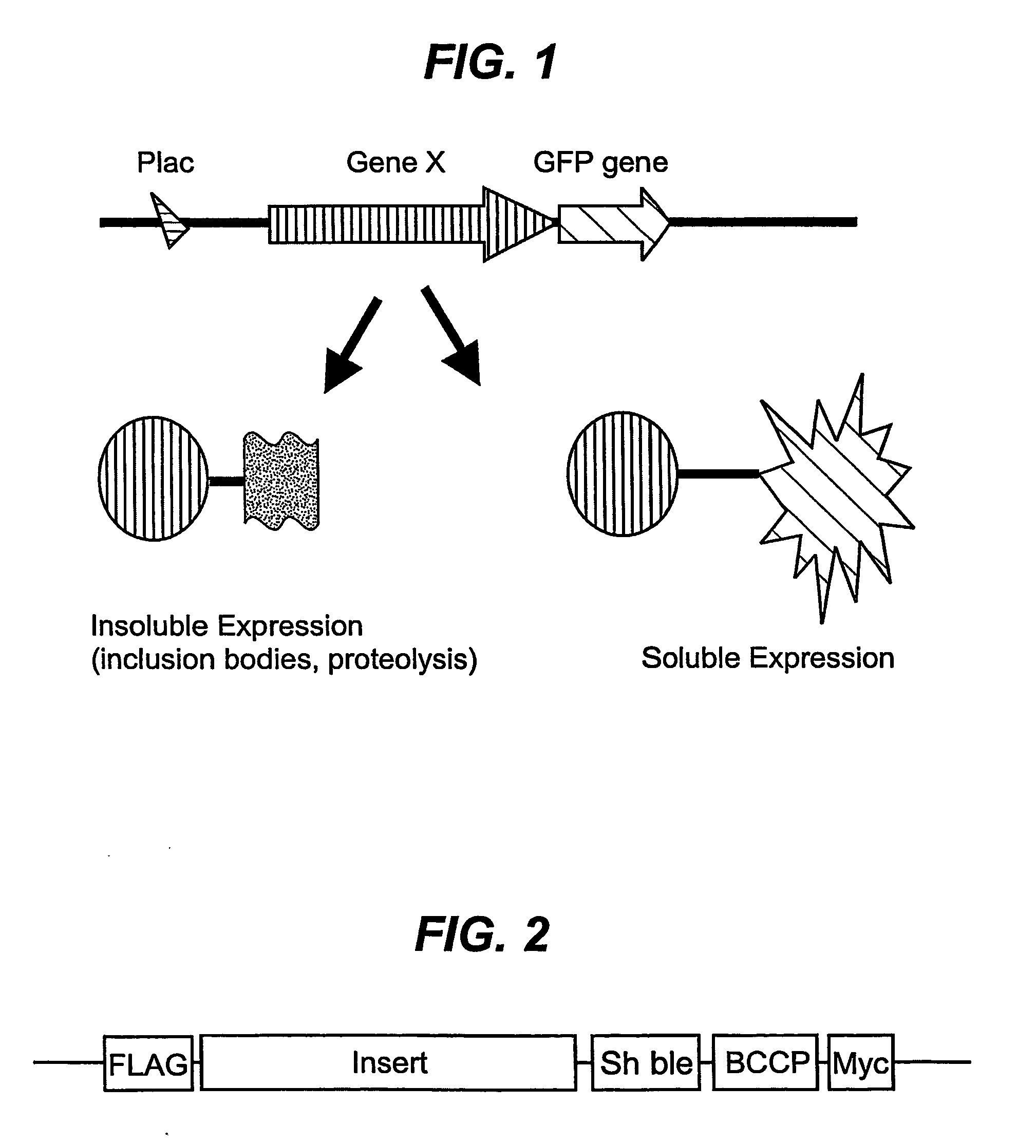 Proteins encoded by ble genes and antibiotics from the bleomycin family