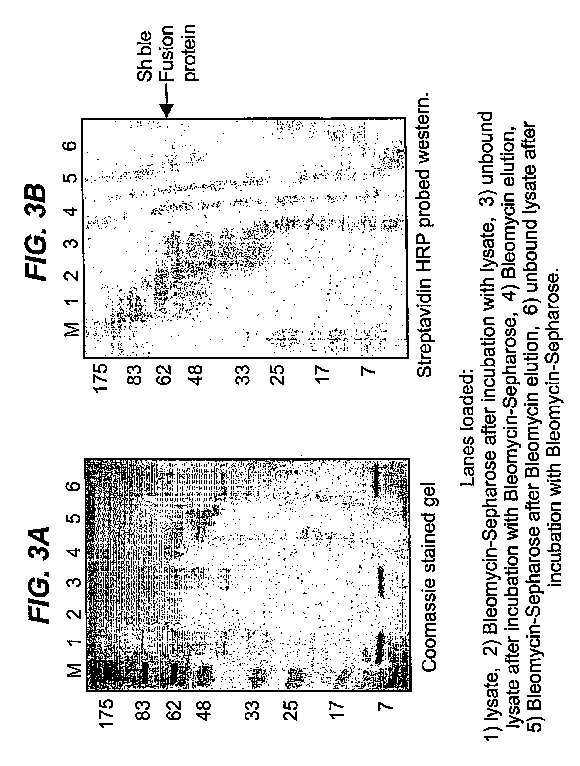 Proteins encoded by ble genes and antibiotics from the bleomycin family