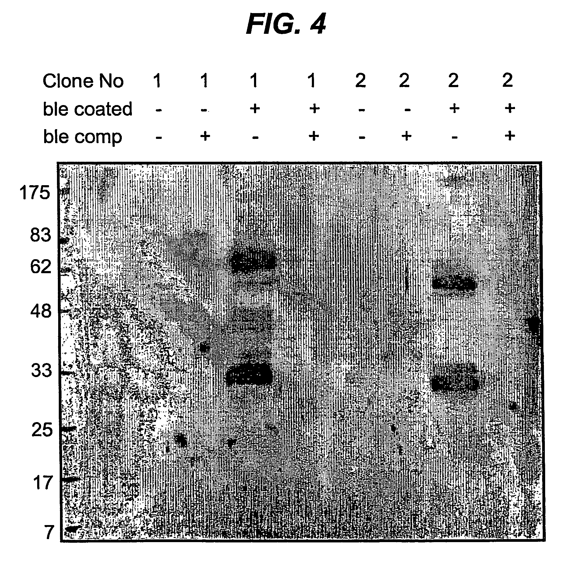 Proteins encoded by ble genes and antibiotics from the bleomycin family