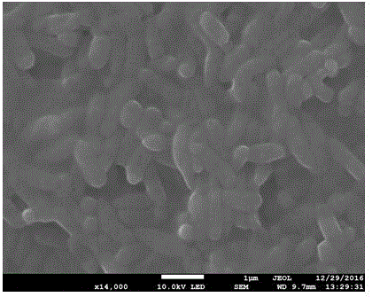 Pseudomonas stutzeri and application thereof