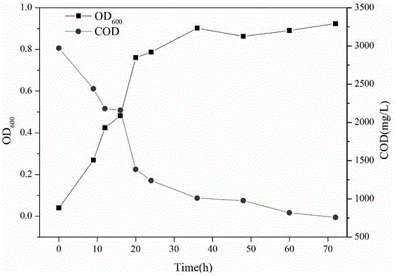 Pseudomonas stutzeri and application thereof