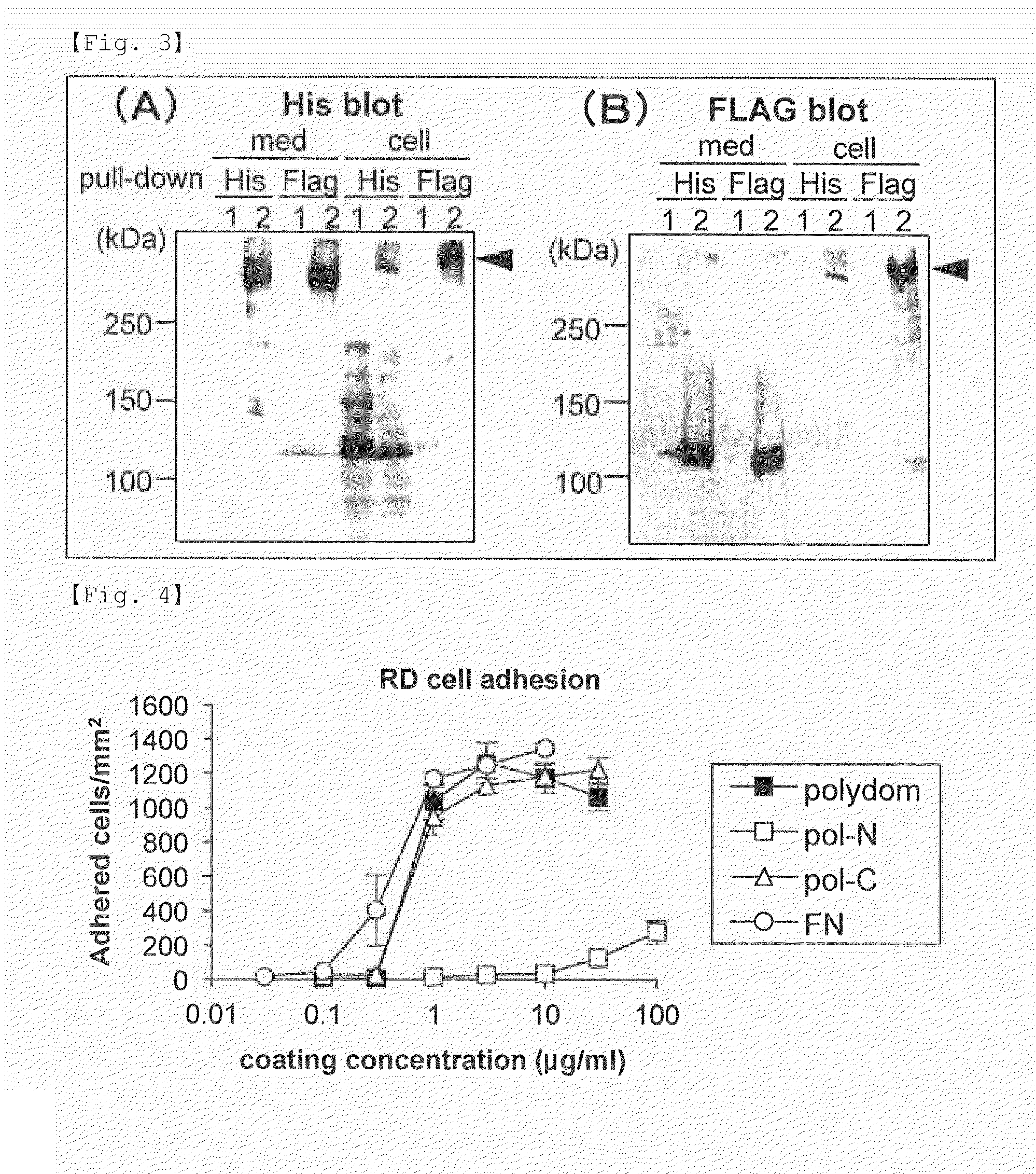 NOVEL INTEGRIN alpha9 beta1 LIGAND AND USES THEREOF