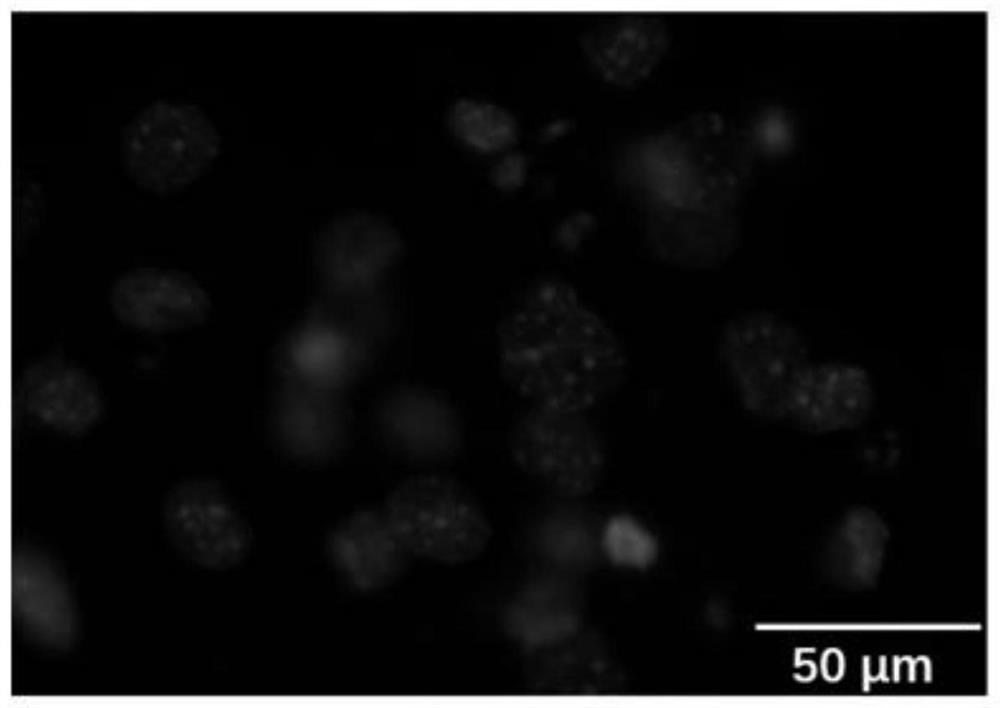 Chemical induction method for reprogramming dermal fibroblasts into endothelial progenitor cells