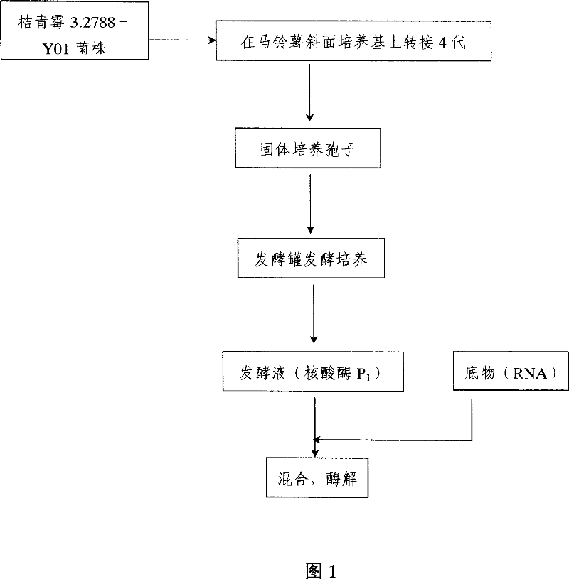 Method for preparing nuclease P1 by ferment process