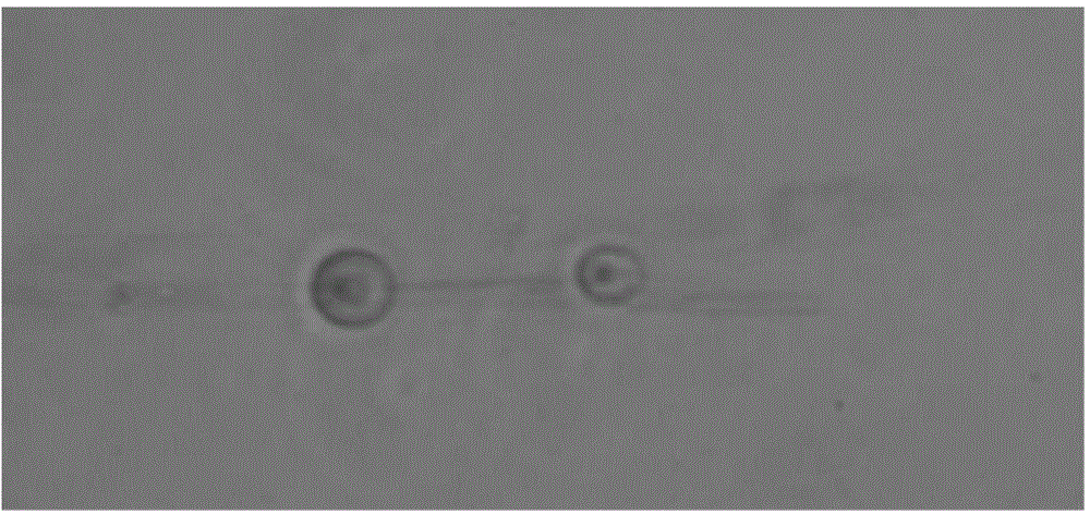 Method for preparing flax fiber by combined process of mucor circinelloides DK1 strain and hydrogen peroxide