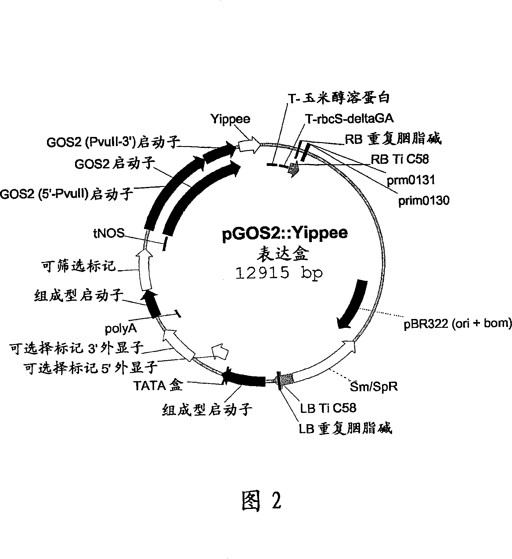 Plants having improved growth characteristics and method for making the same