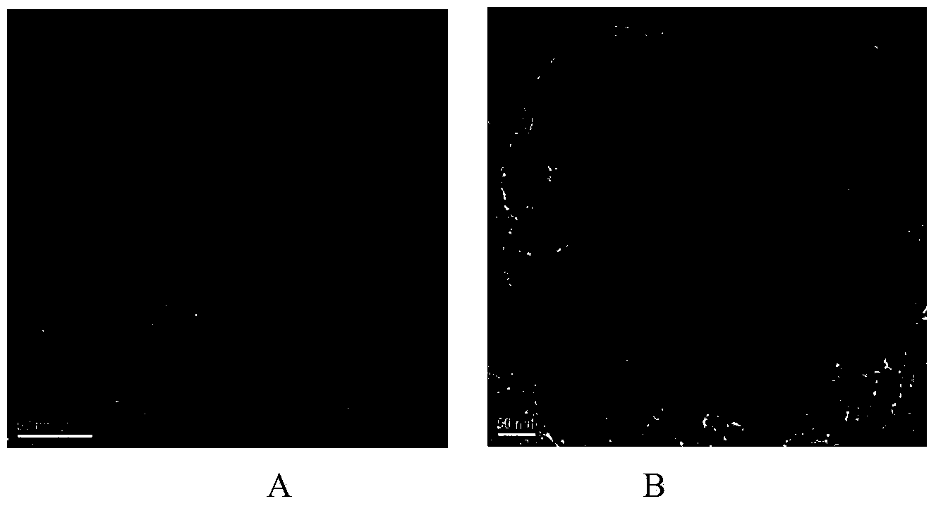 Preparation of hierarchically porous molecular sieve supported metal catalyst and application thereof in grease hydrodeoxygenation