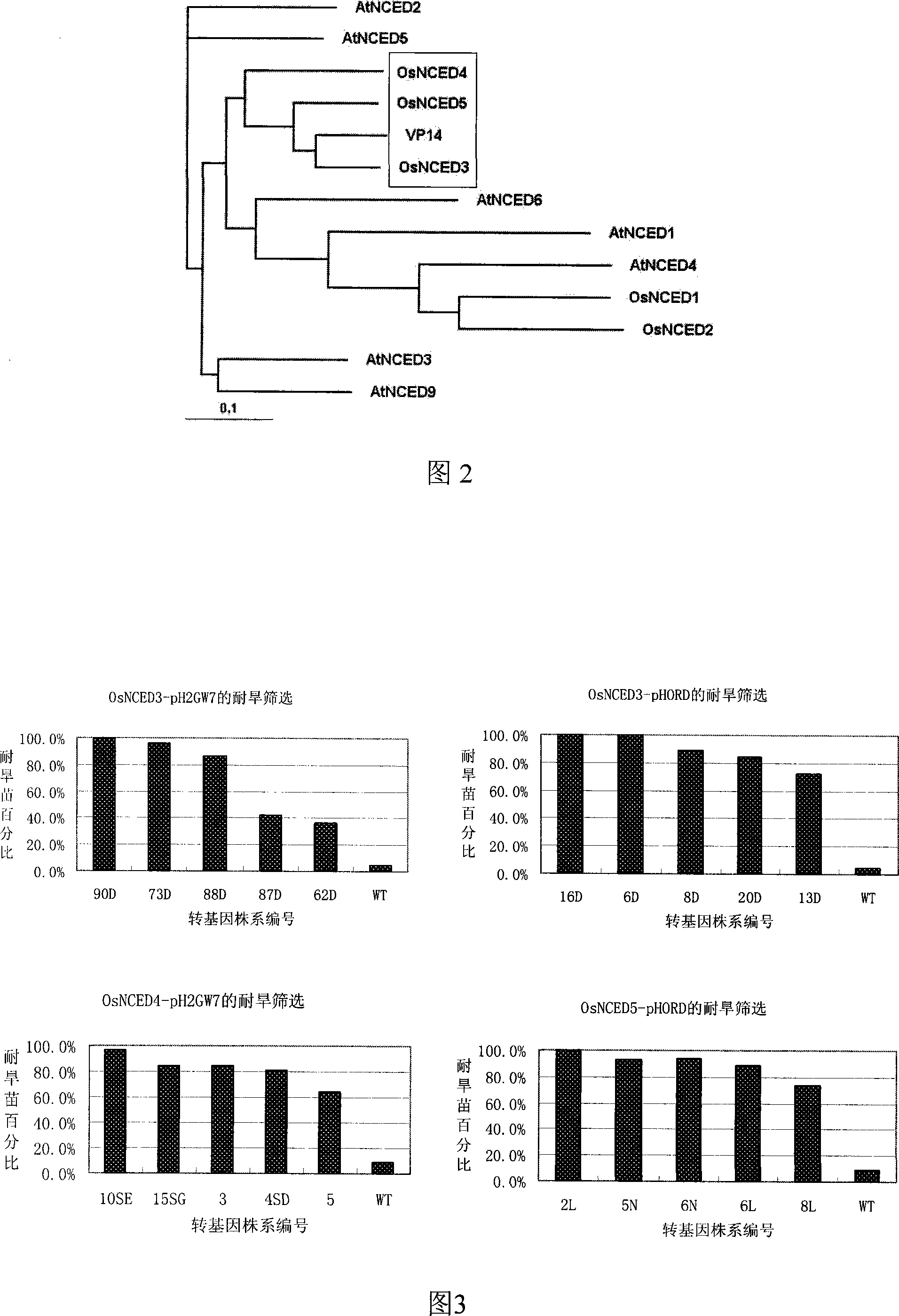 Clone and application of a gene improving rice drought tolerance and relative with ABA synthesis