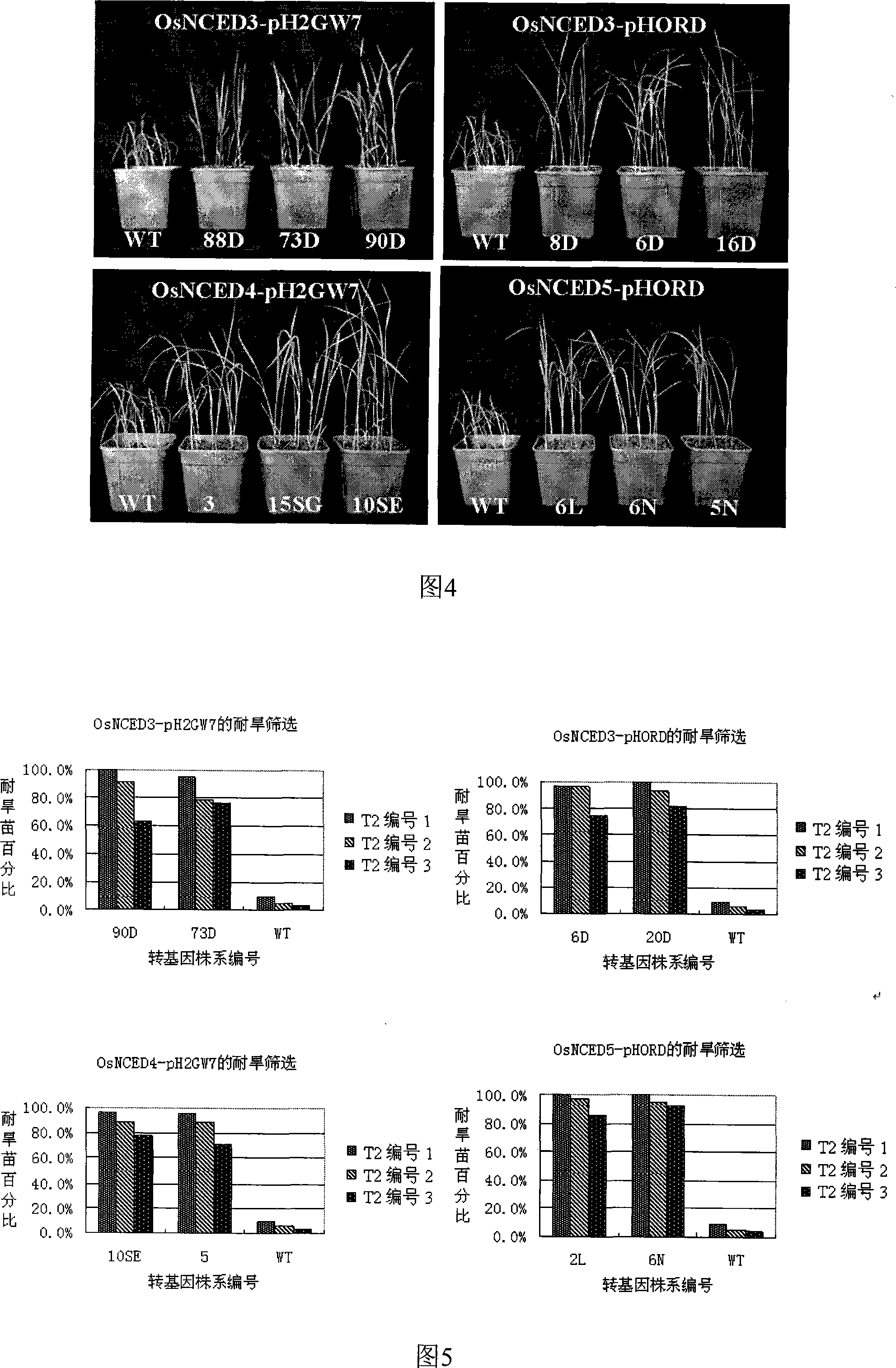 Clone and application of a gene improving rice drought tolerance and relative with ABA synthesis