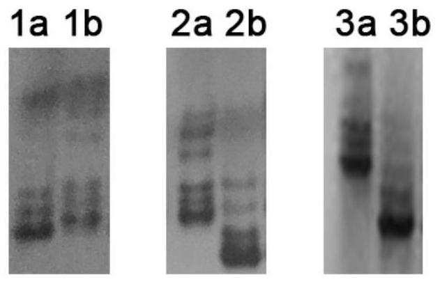 Indel Molecular Marker Closely Linked with Rice Heading Time Gene and Its Application