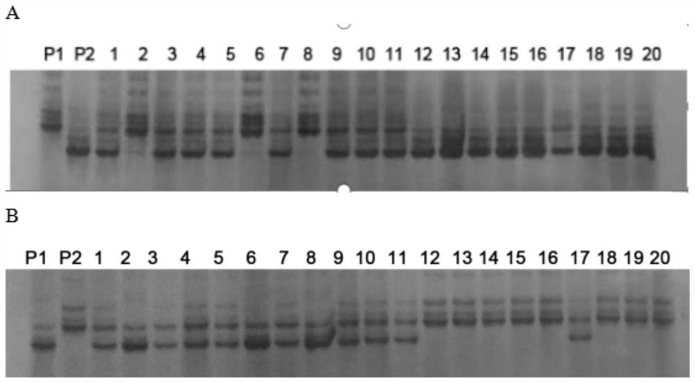 Indel Molecular Marker Closely Linked with Rice Heading Time Gene and Its Application