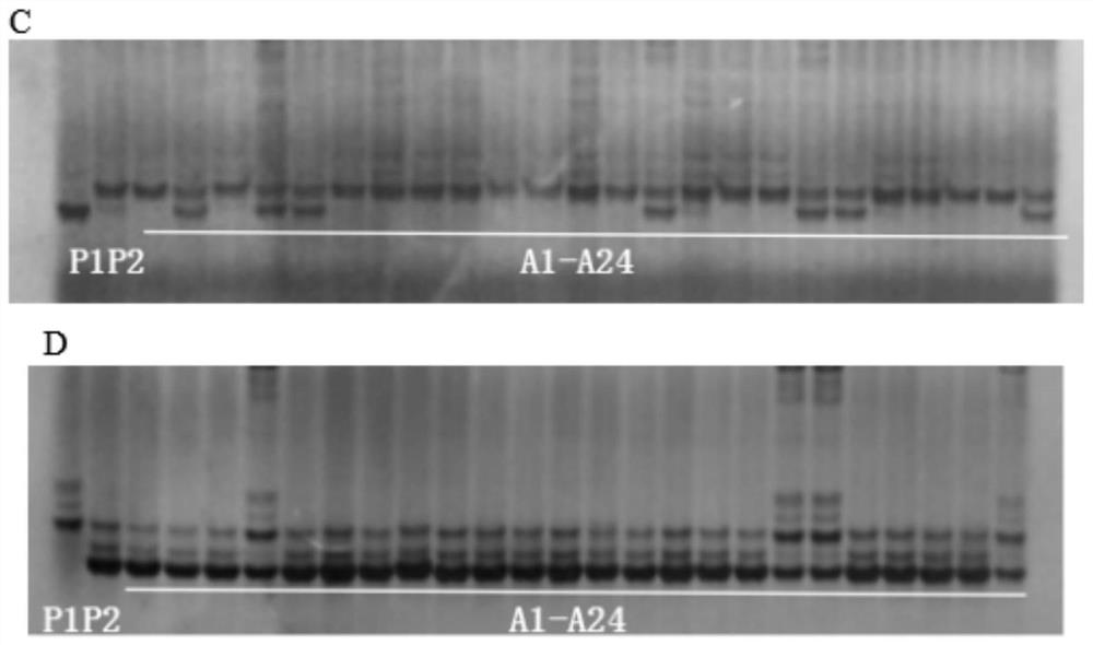 Indel Molecular Marker Closely Linked with Rice Heading Time Gene and Its Application