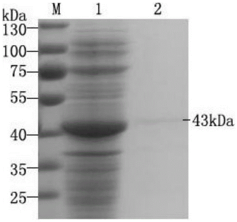 Kit for detecting avian chlamydia psittaci by enzyme linked immunosorbent assay