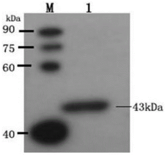 Kit for detecting avian chlamydia psittaci by enzyme linked immunosorbent assay