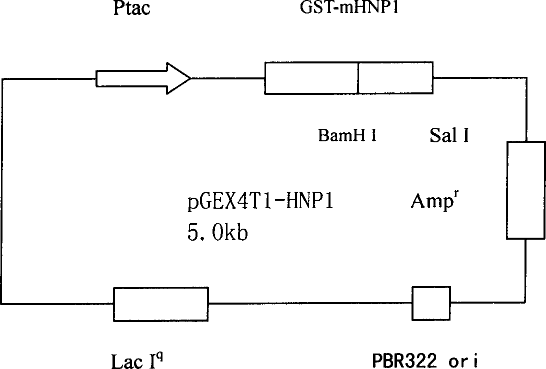 Method of producing three kinds of human alpha alexins by gene engineering bacteria mixed culture