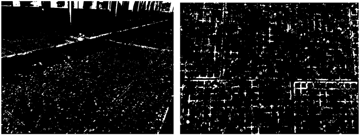 Matrix used for exercising seedlings of blueberry and seedling exercising method for blueberry