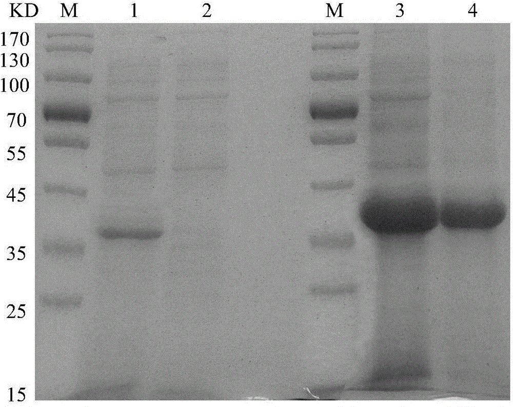 Epitope vaccine for resisting A/B subgroup avian leucosis virus infection and preparation method and application of epitope vaccine