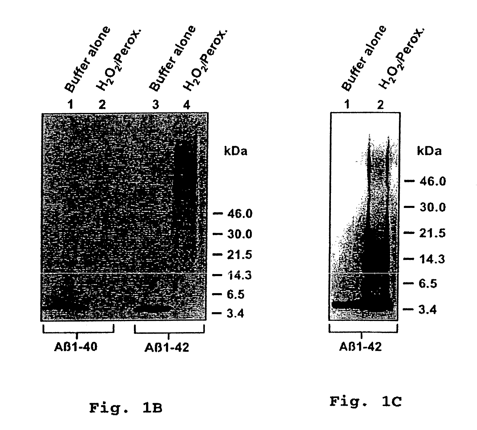 Neurotoxic oligomers