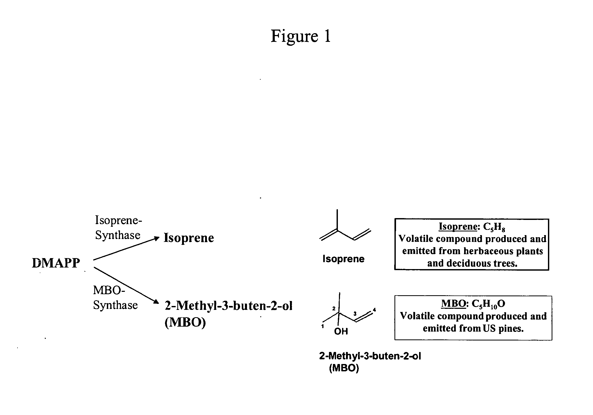 Short chain volatile isoprene hydrocarbon production using the mevalonic acid pathway in genetically engineered yeast and fungi