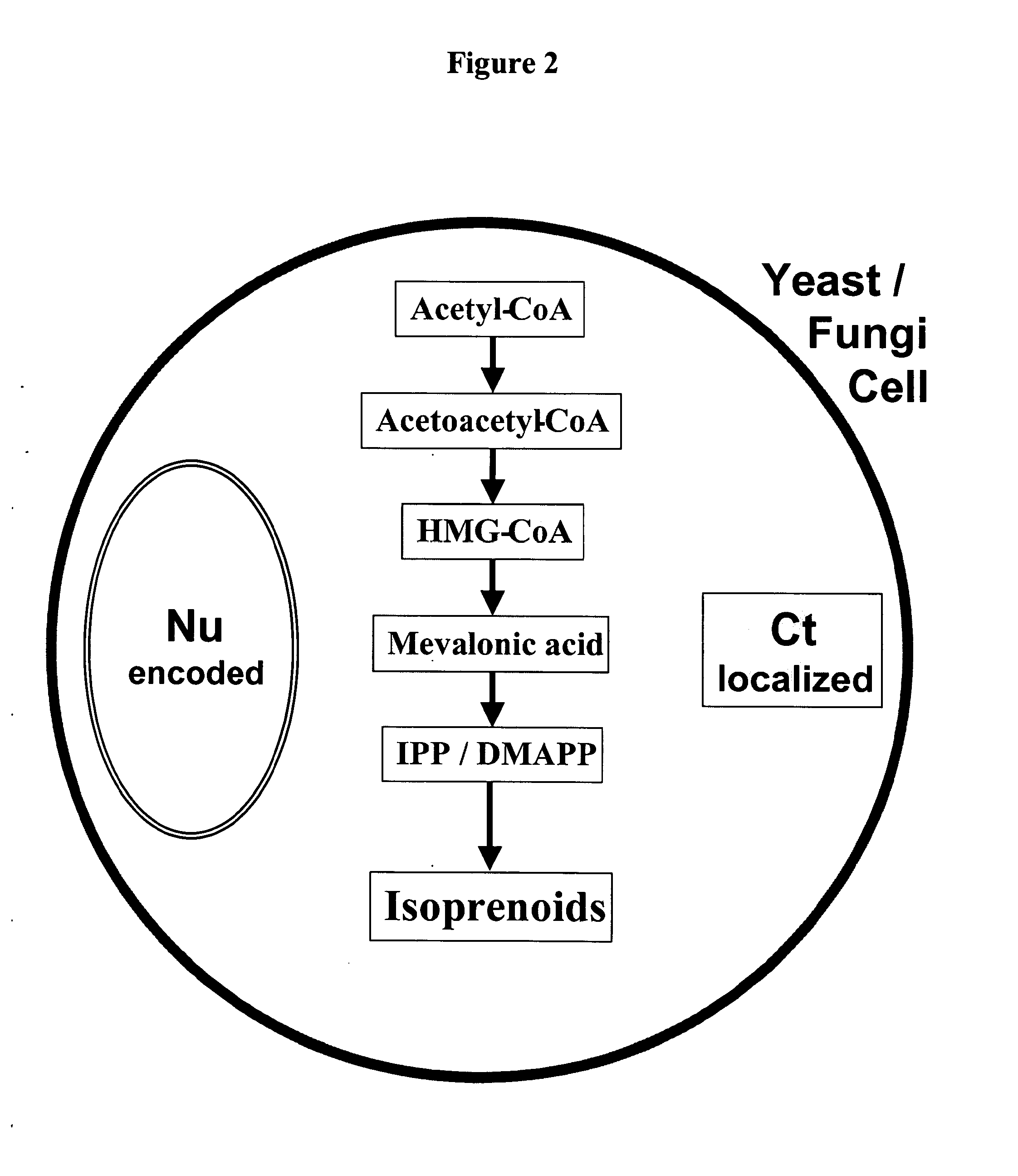 Short chain volatile isoprene hydrocarbon production using the mevalonic acid pathway in genetically engineered yeast and fungi