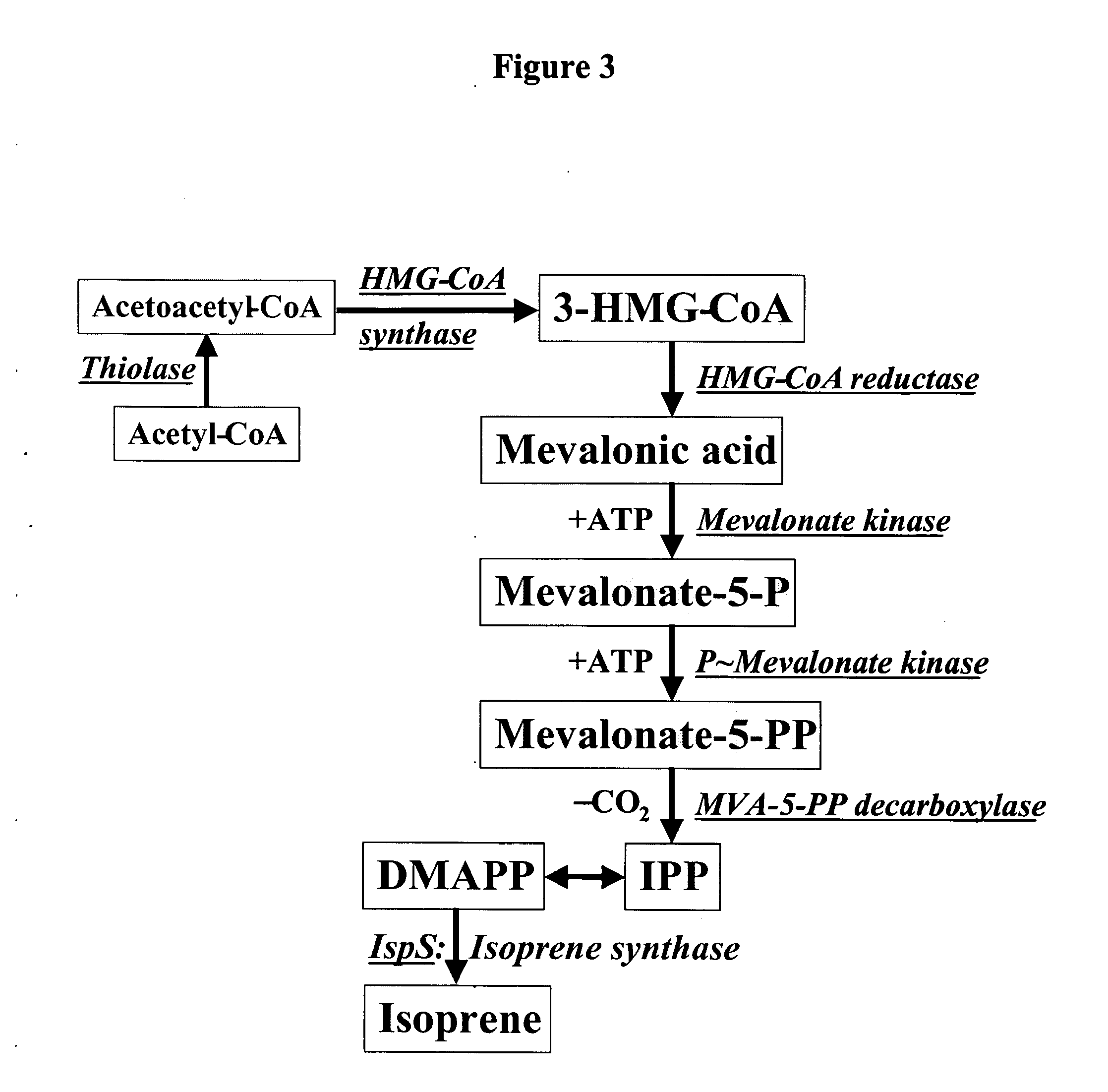 Short chain volatile isoprene hydrocarbon production using the mevalonic acid pathway in genetically engineered yeast and fungi