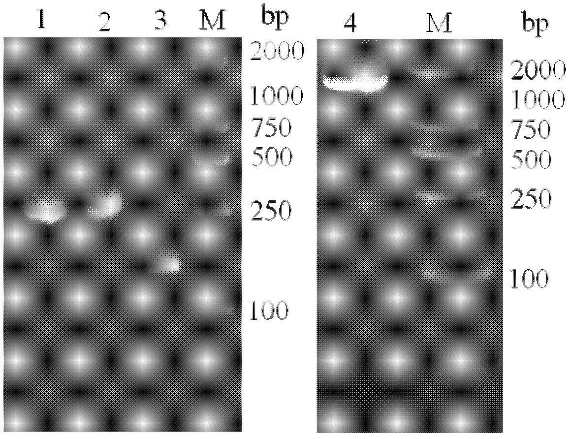 Anti-p185&lt;erbB2&gt; human-mouse chimeric antibody lentivirus expression vector and construction method thereof