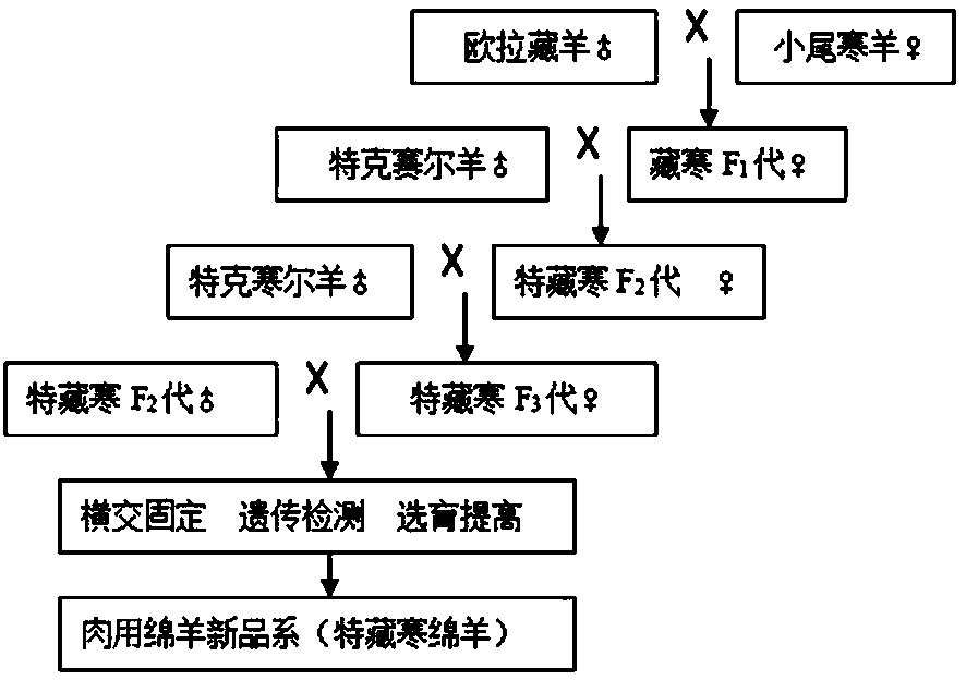 Method for breeding new strain of sheep for meat