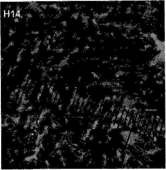 Mangrove rhizosphere growth promoting azotobacter (DZY-HS14) and use thereof