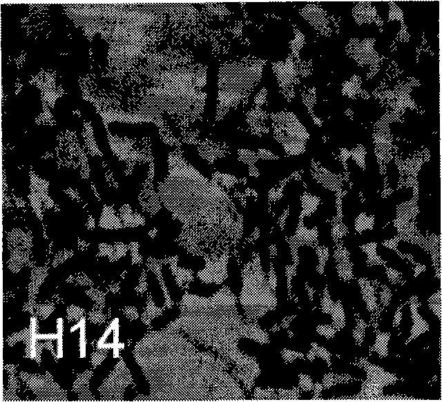 Mangrove rhizosphere growth promoting azotobacter (DZY-HS14) and use thereof