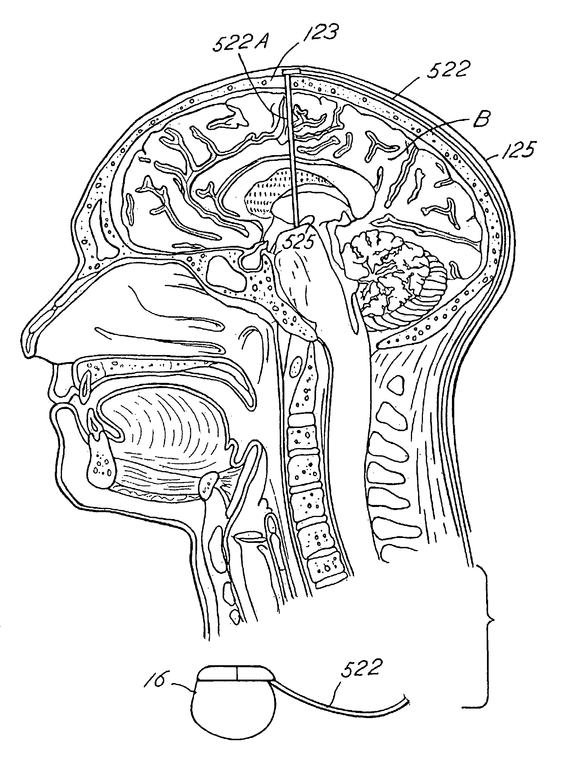 Regulation of neurotrophins