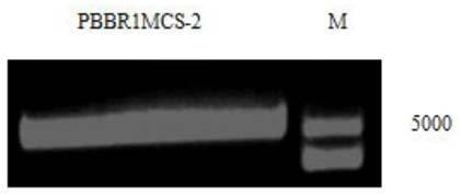 Construction and electrotransformation method of photosynthetic bacteria rhodopseudomonas palustris fluorescent GFP marker vector