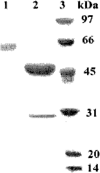 A kind of acidophilic α-galactosidase agalb with galactomannan degrading ability and its gene and application