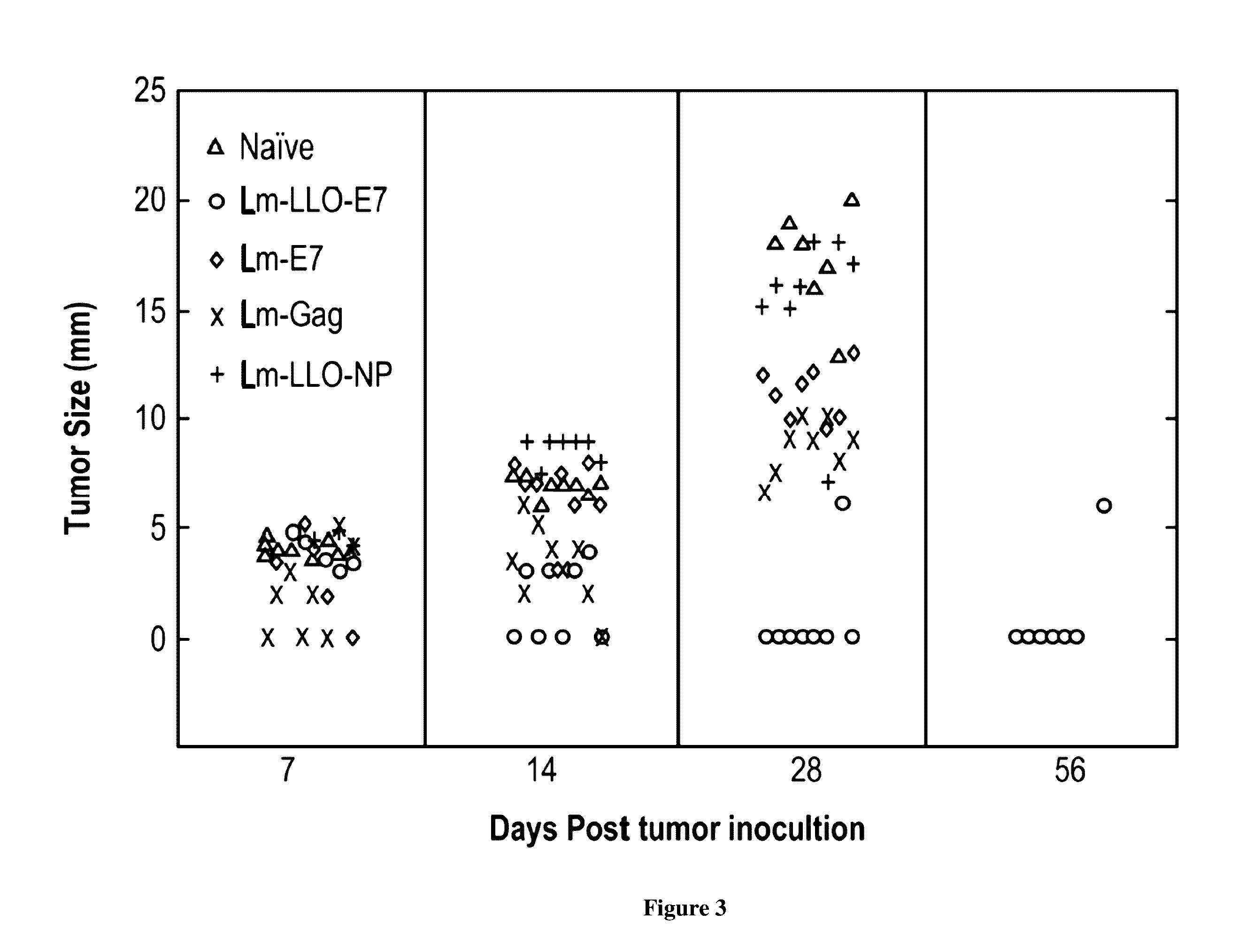 Recombinant listeria vaccine strains and methods of using the same in cancer immunotherapy