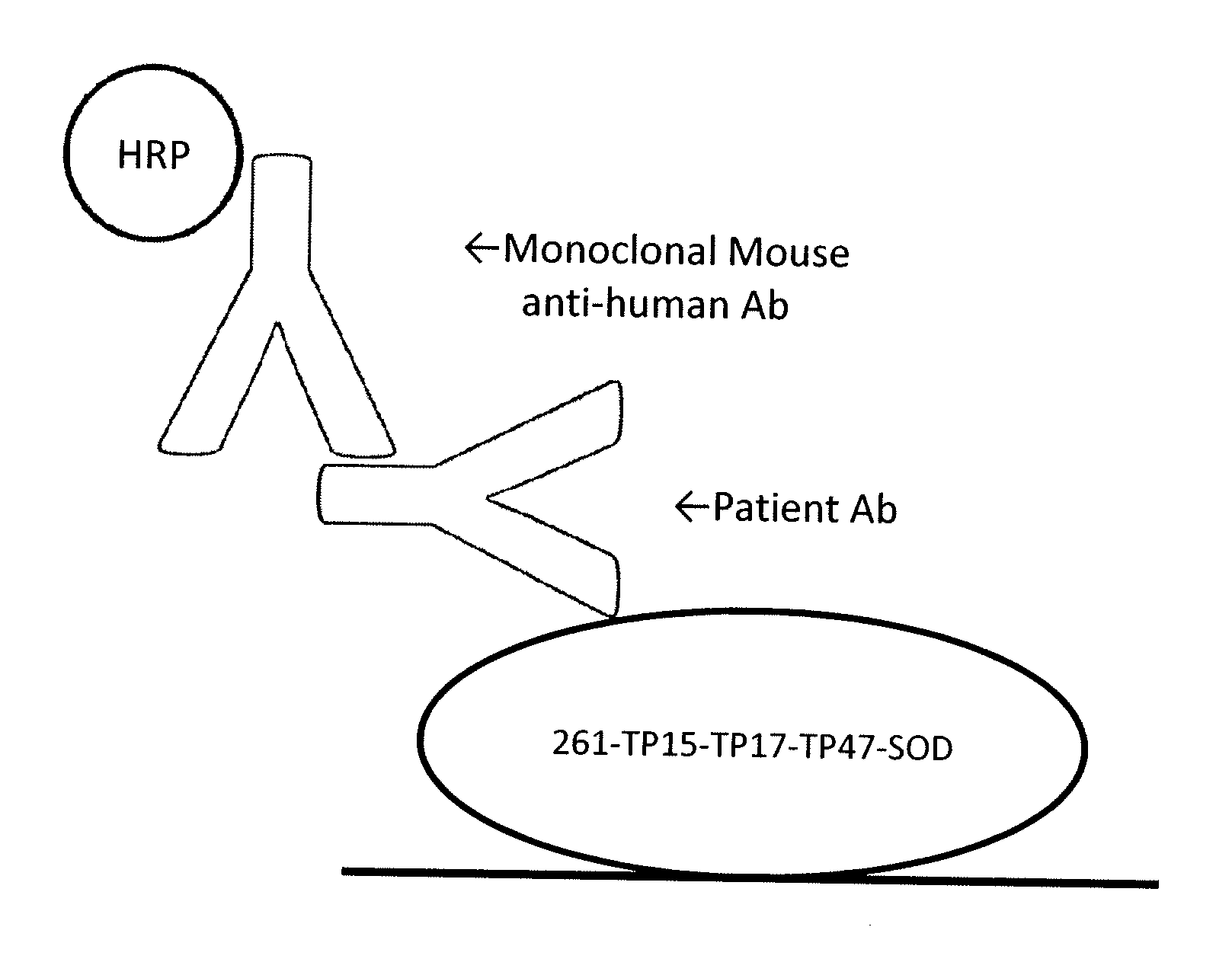 Treponema pallidum triplet antigen