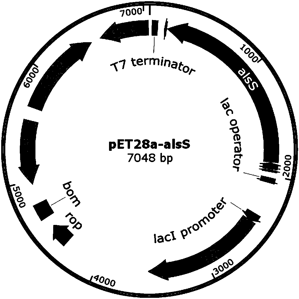 A method for producing d-(-)-acetoin by enzymatic reaction in vitro