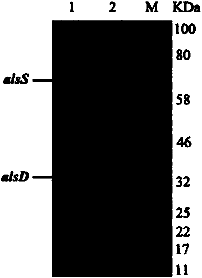 A method for producing d-(-)-acetoin by enzymatic reaction in vitro