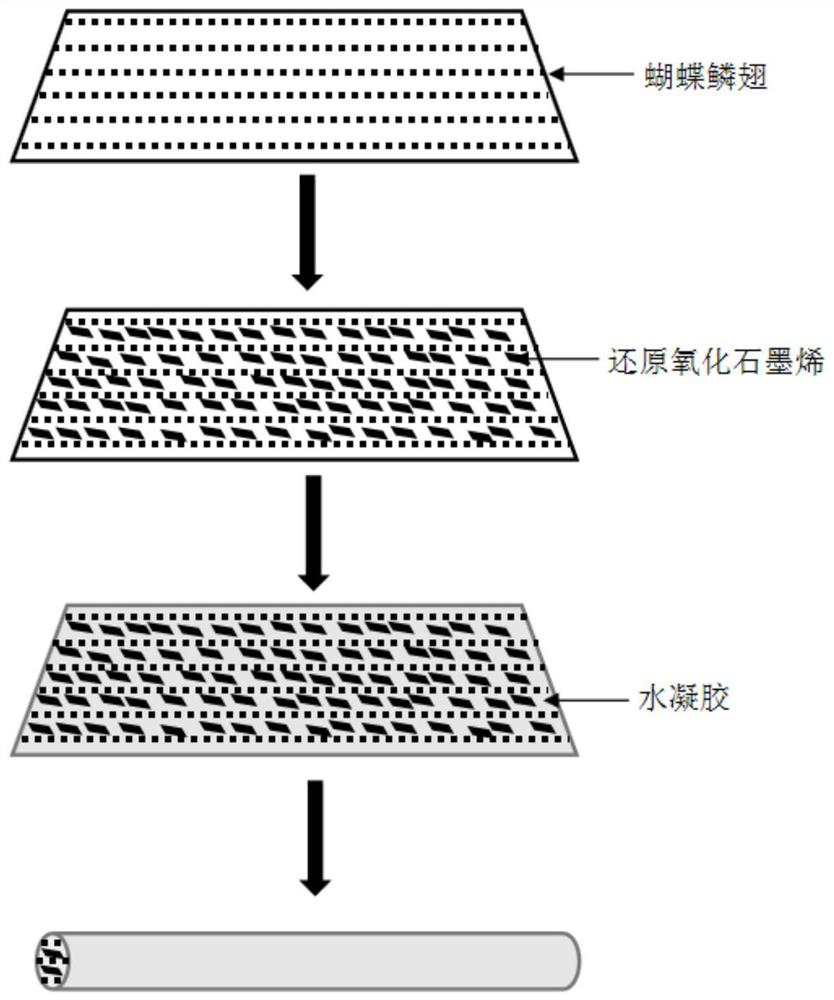 A kind of conductive nerve conduit based on butterfly lepidopteran and preparation method thereof