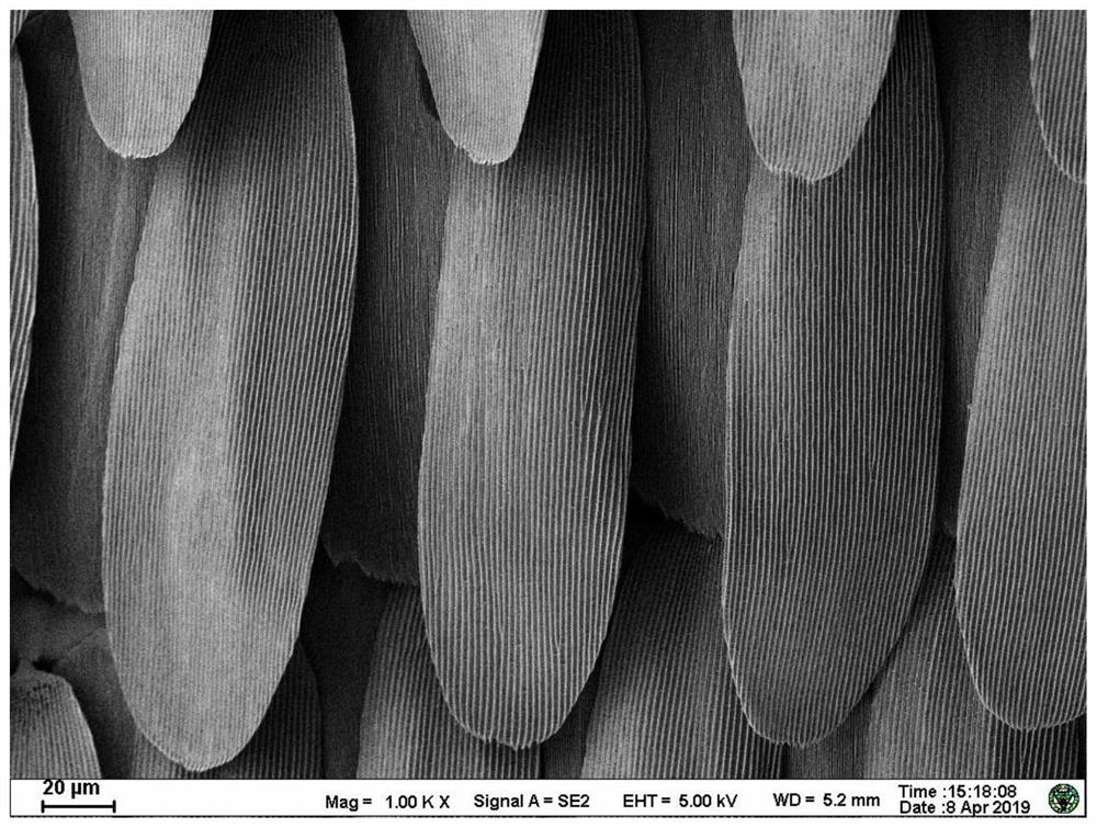 A kind of conductive nerve conduit based on butterfly lepidopteran and preparation method thereof