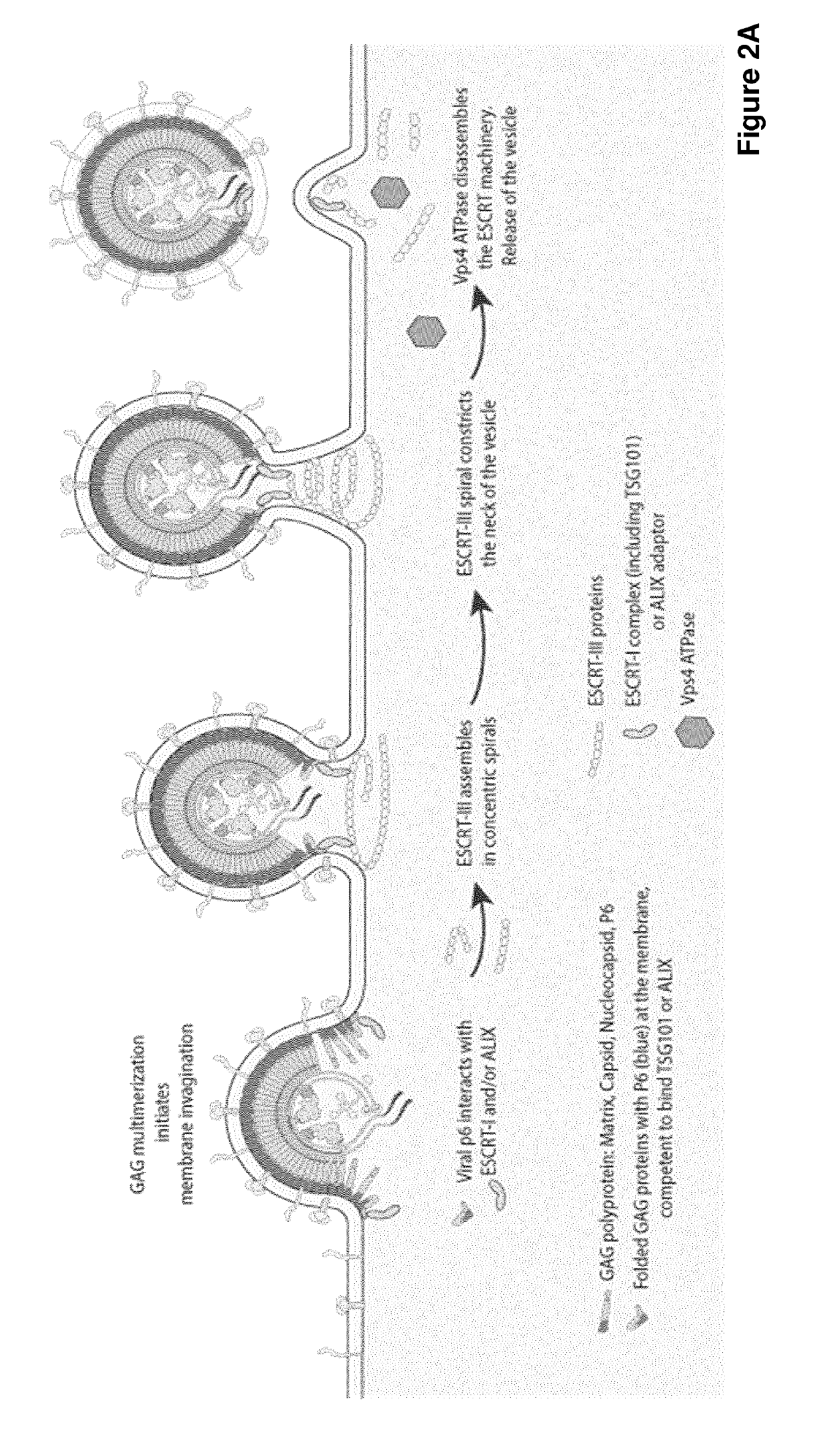 Improved eukaryotic cells for protein manufacturing and methods of making them