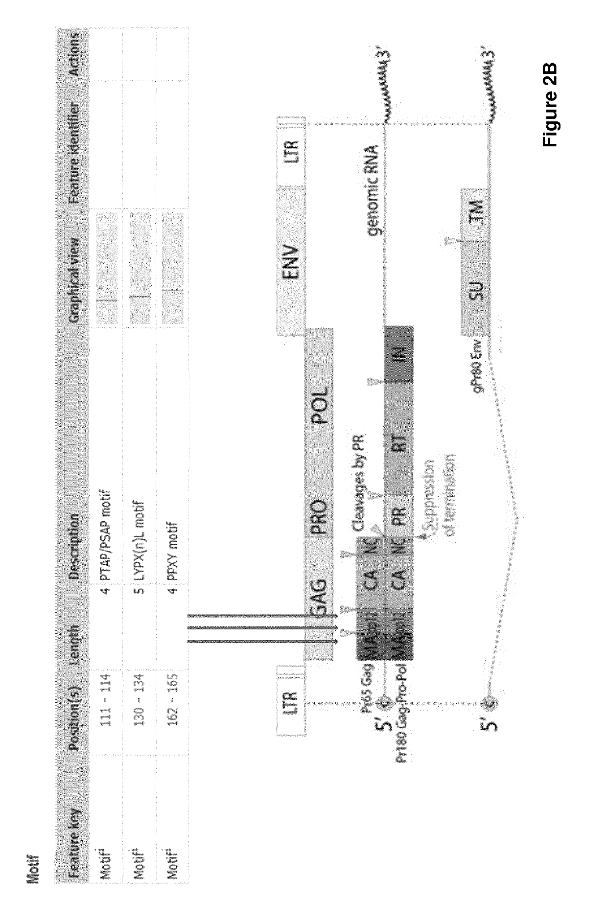 Improved eukaryotic cells for protein manufacturing and methods of making them