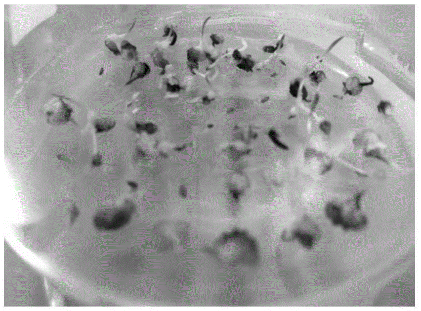 Fast propagation method for saccharum arundinaceum