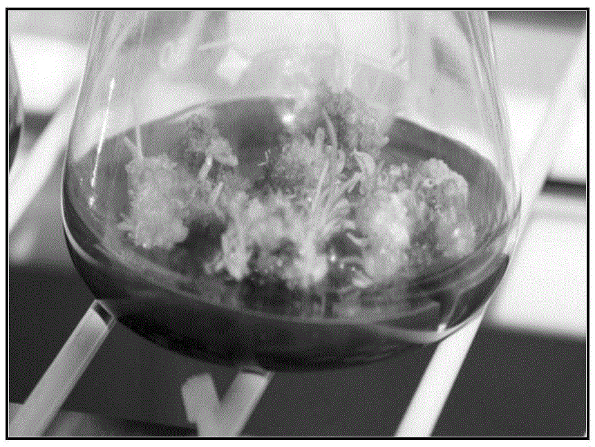 Fast propagation method for saccharum arundinaceum