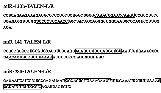 Transcription activator subsample effector nuclease, and coding gene and application thereof