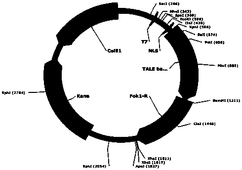 Transcription activator subsample effector nuclease, and coding gene and application thereof