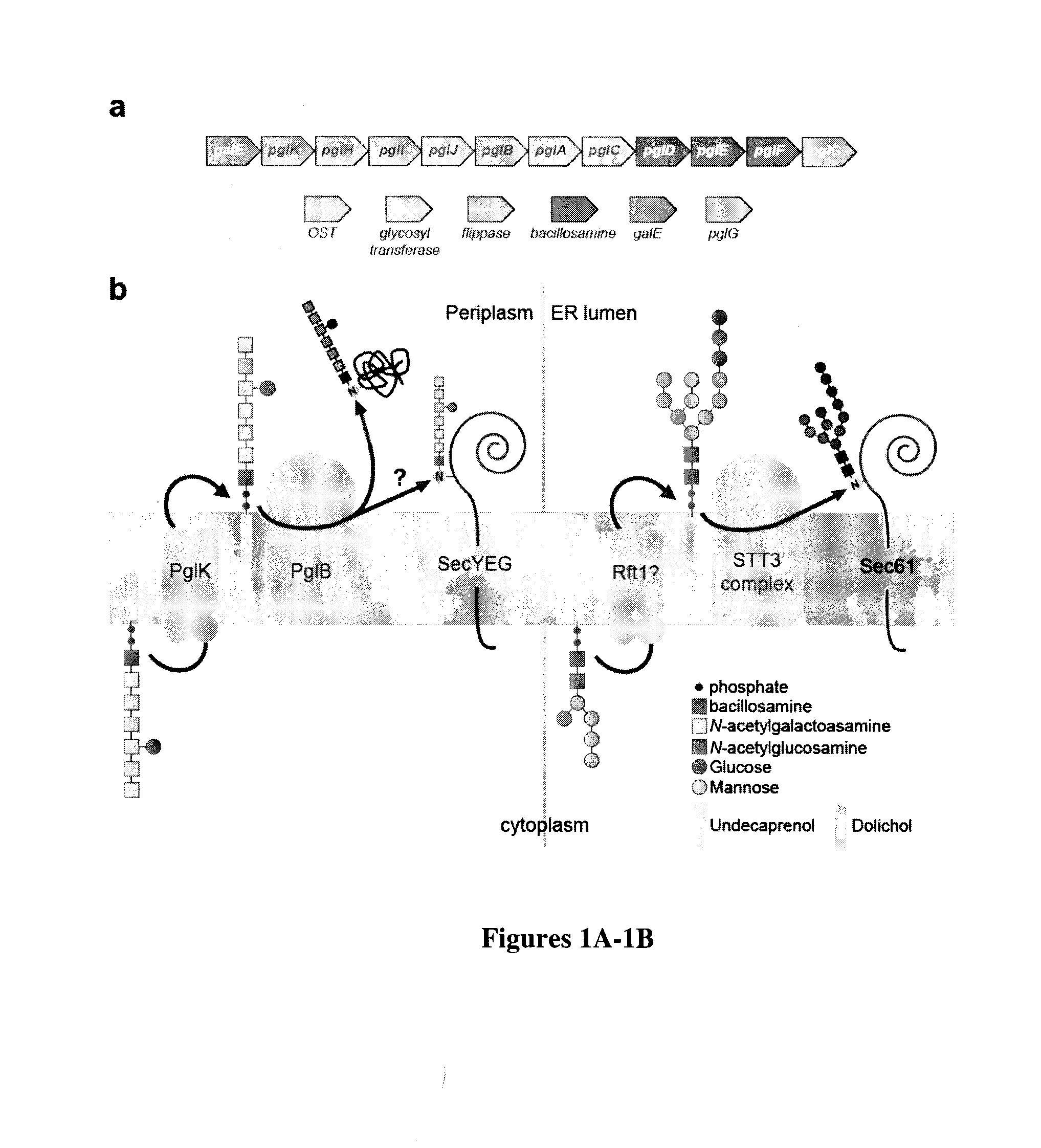 Prokaryote-based cell-free system for the synthesis of glycoproteins