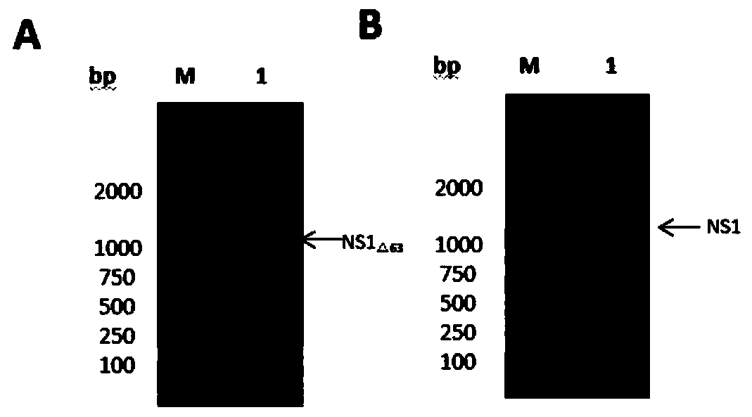 A Japanese encephalitis virus non-structural protein ns1 truncated mutant and its coding gene and application