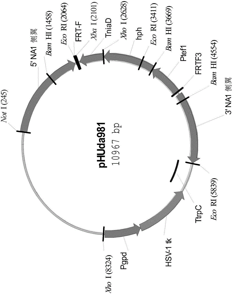 Simultaneous site-specific integrations of multiple gene-copies in filamentous fungi