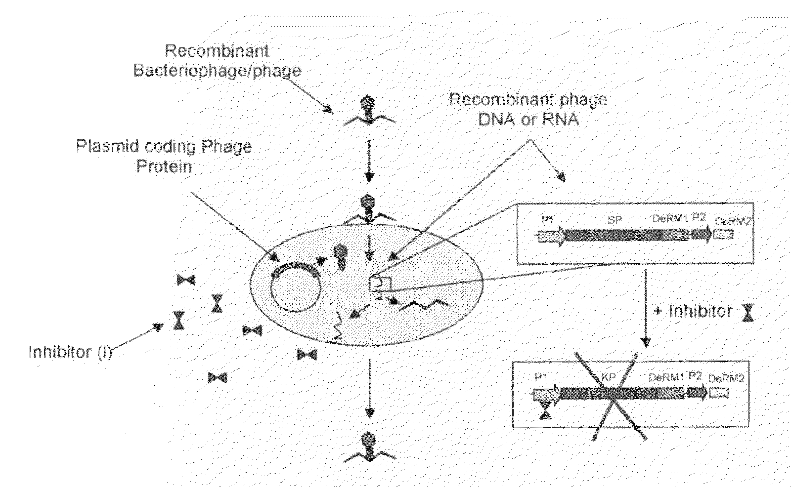 Microorganism Detection Method and Apparatus