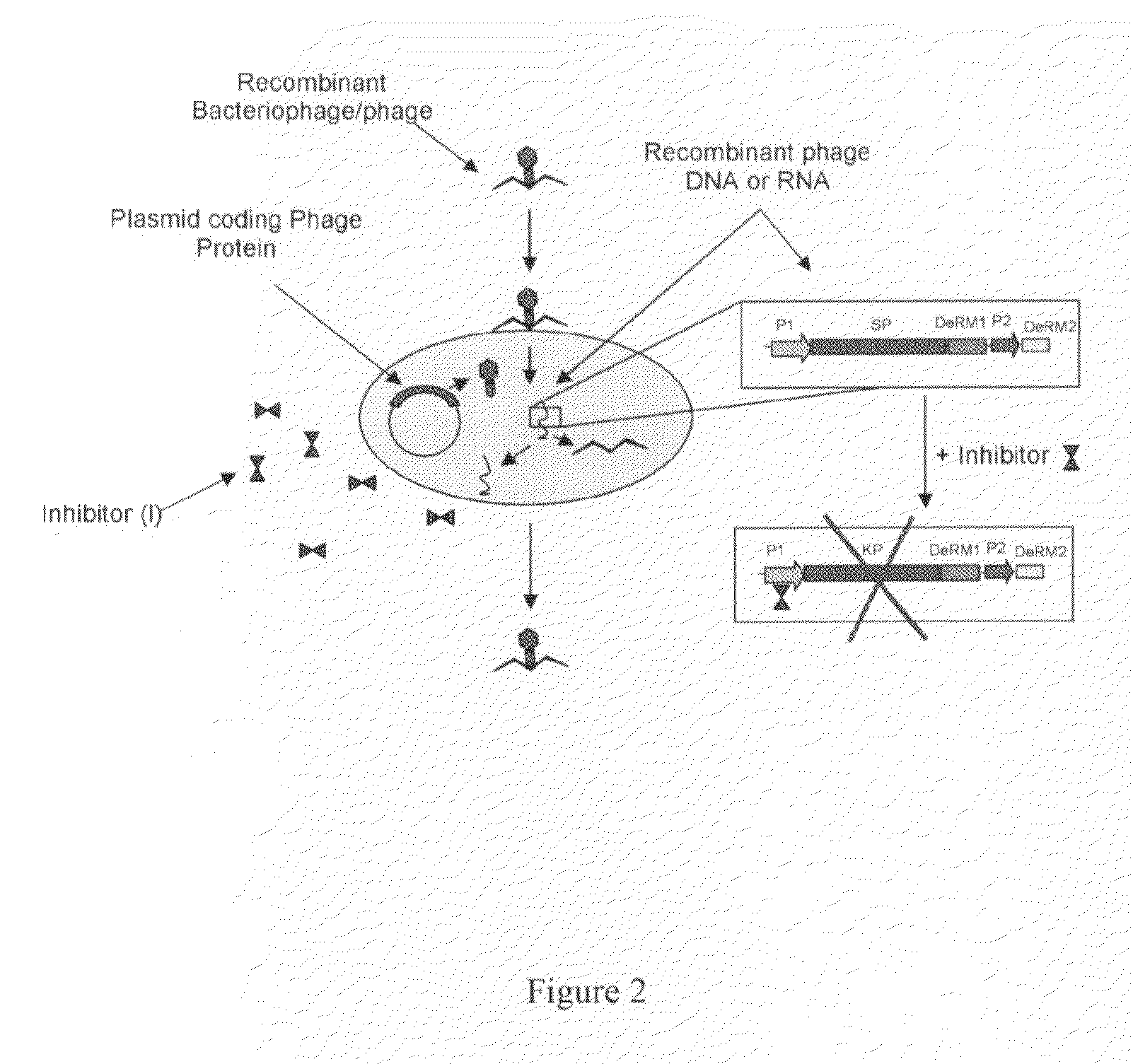 Microorganism Detection Method and Apparatus