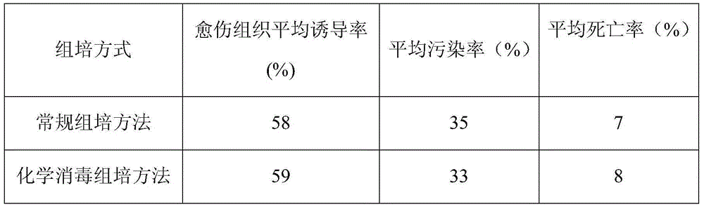 Chemical disinfection tissue culture method for miscanthus giganteus